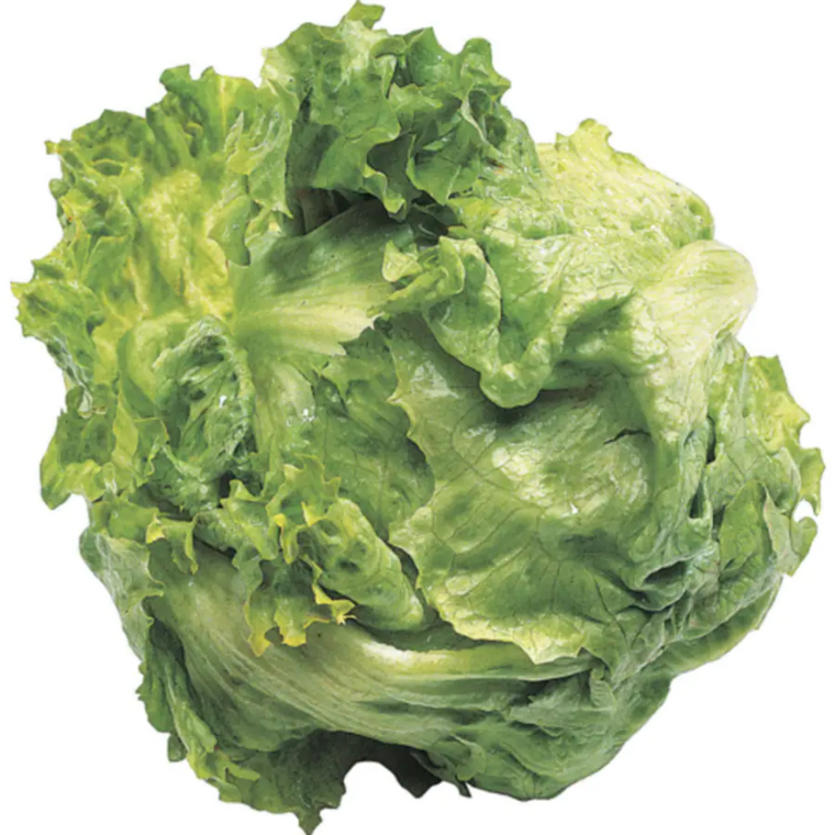 Lettuce Iceberg